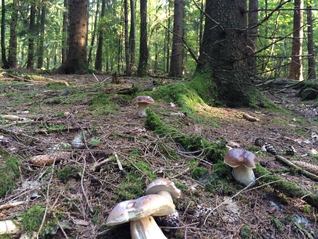 Casa Meloni Lägenhet Bad Sachsa Rum bild